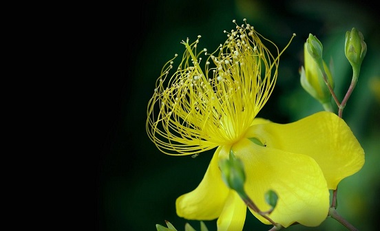 重阳节风俗知多少（上）