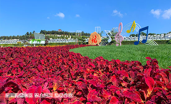 烧五七：女儿买五盆花的习俗与寓意