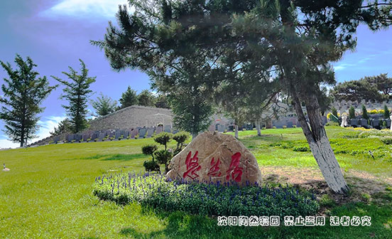 把思念种成一棵树